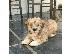 PoulaTo: Shih tzu διασταύρωση μικροσκοπικά κουτάβια schnauzer
